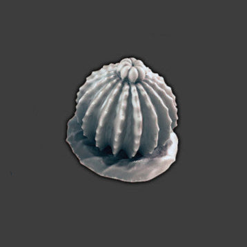 Desert Cactus 5