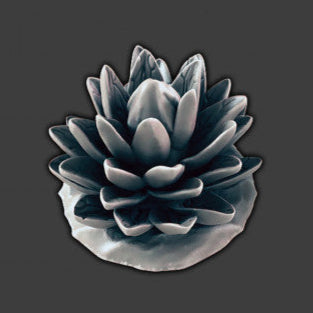 Desert Cactus 4