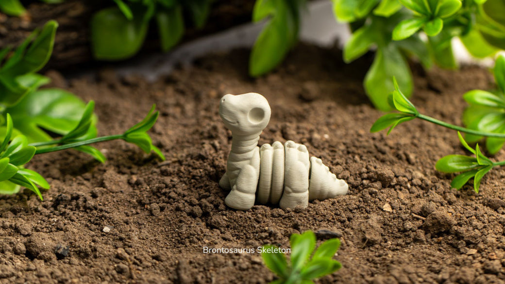 Baby Brontosaurus Skeleton