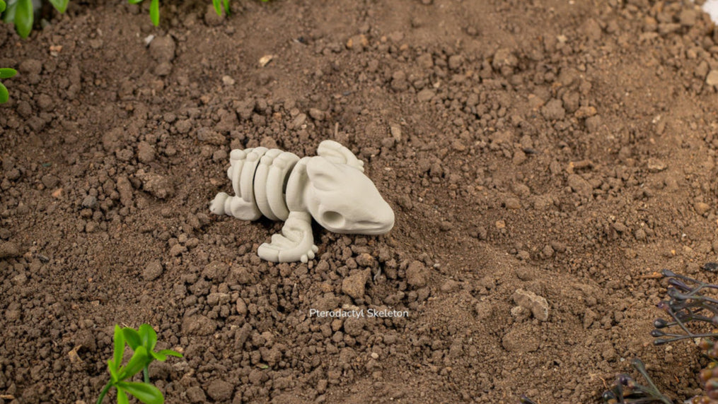 Baby Pterodactyl Skeleton