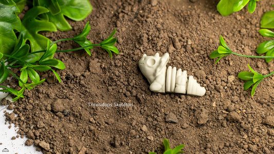 Baby Triceratops Skeleton