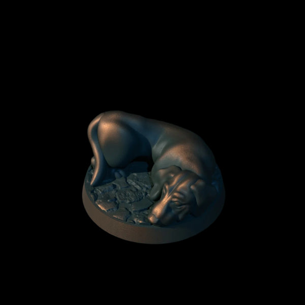 Dachshund