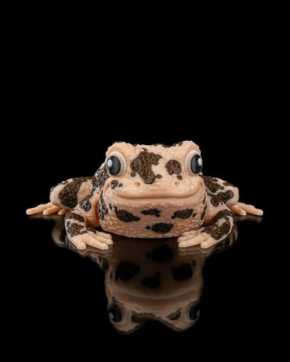 Grace, the American Ground Frog