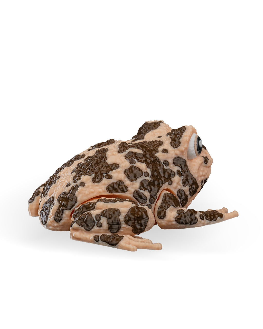 Grace The American Ground Frog