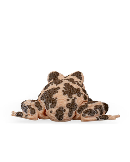 Grace The American Ground Frog