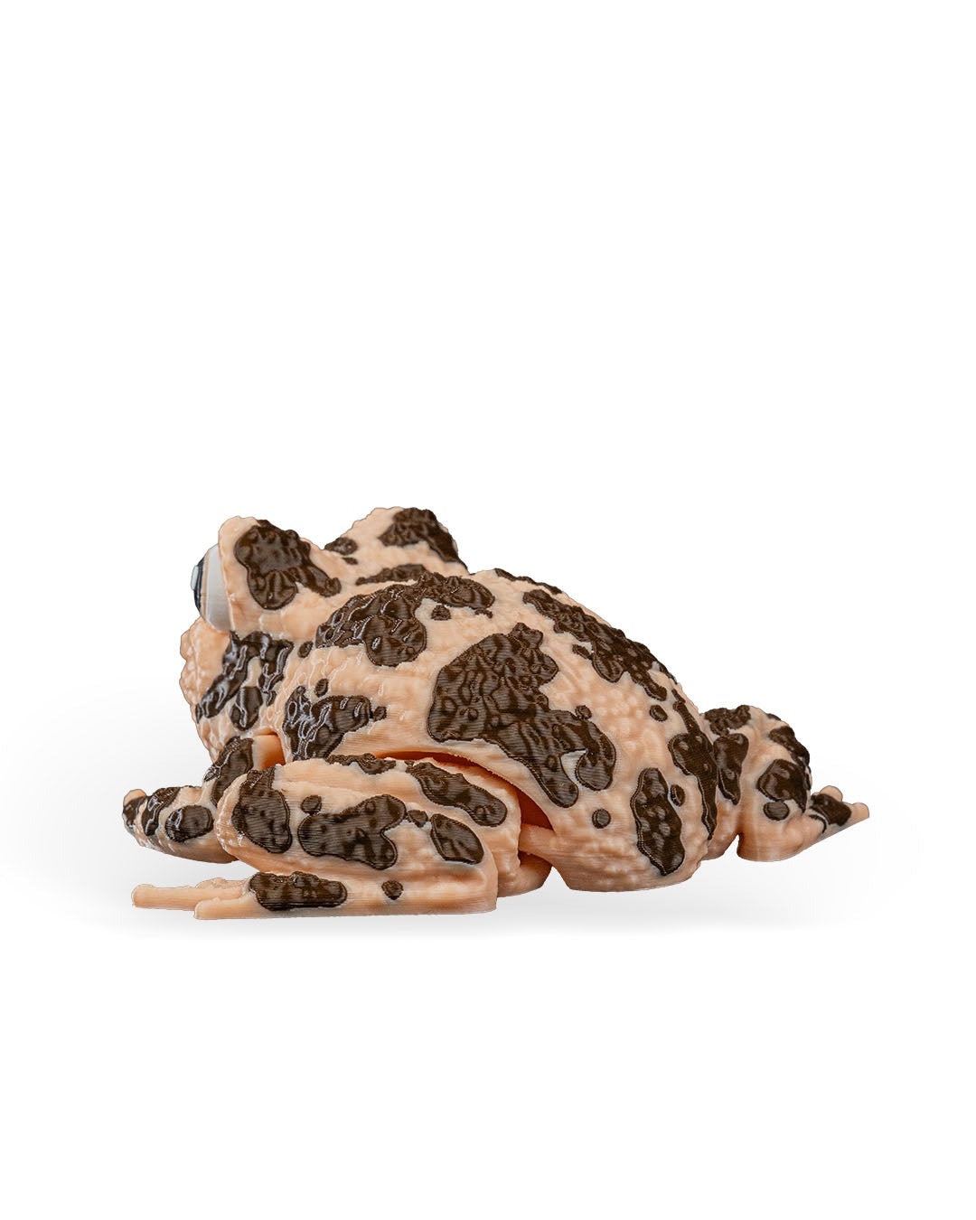 Grace The American Ground Frog