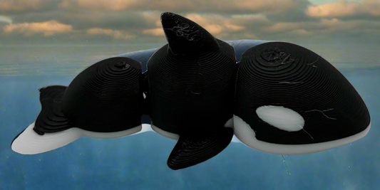 Baby Orca