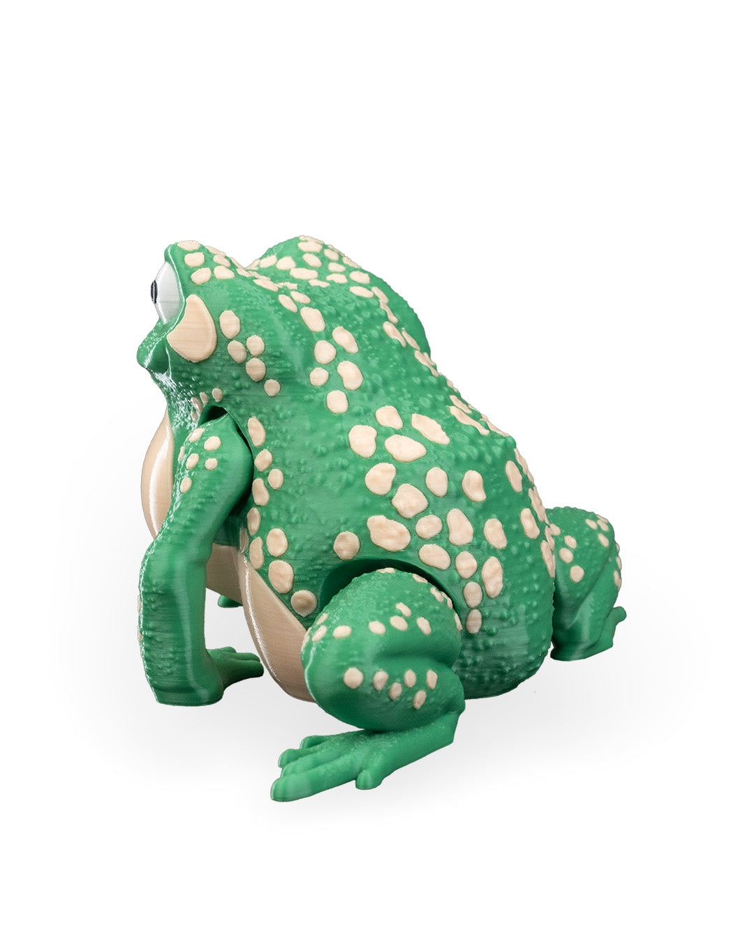 Kate the Cane Toad