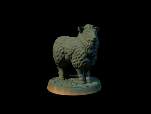Sheep
